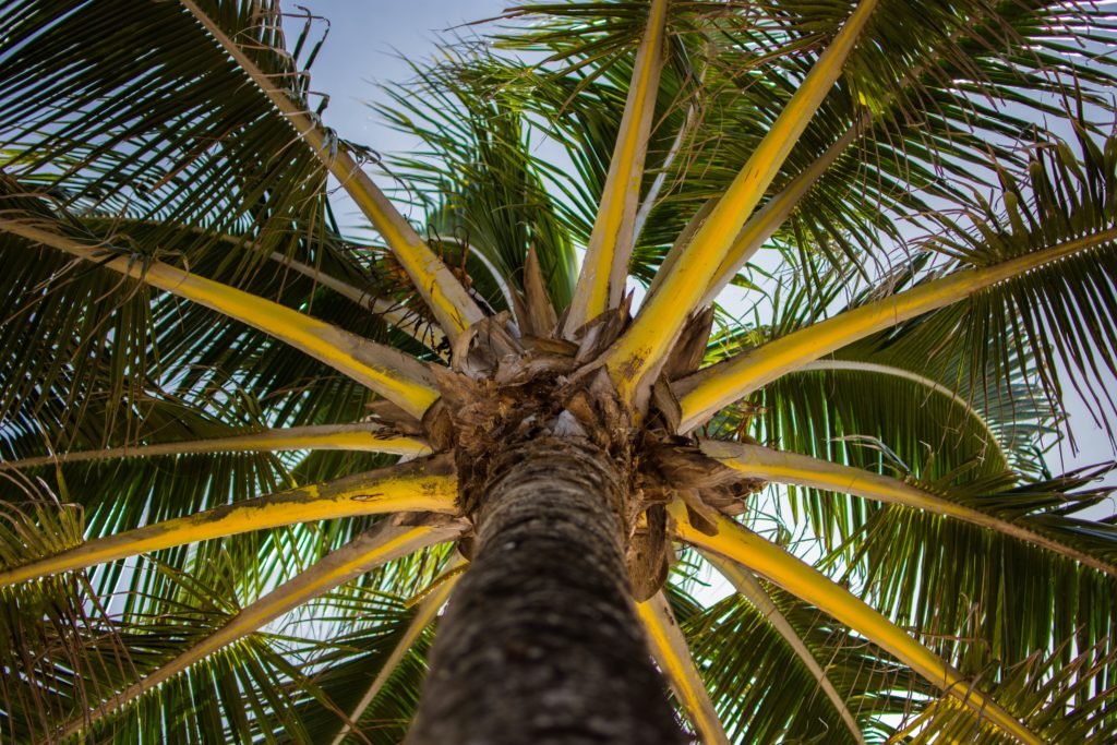 A New Kind of King: The Significance of Palm Sunday